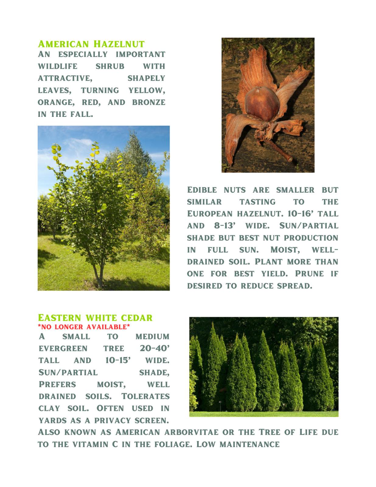 2024_Tree Giveaway_Tree and Shrub Descriptions_Page 2 - Copy